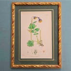 Décoration murale (4) - James Sowerby - Royaume-Uni -