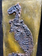 REPLICA - Urpferd - Squelette reconstruit - eurohippus - 43