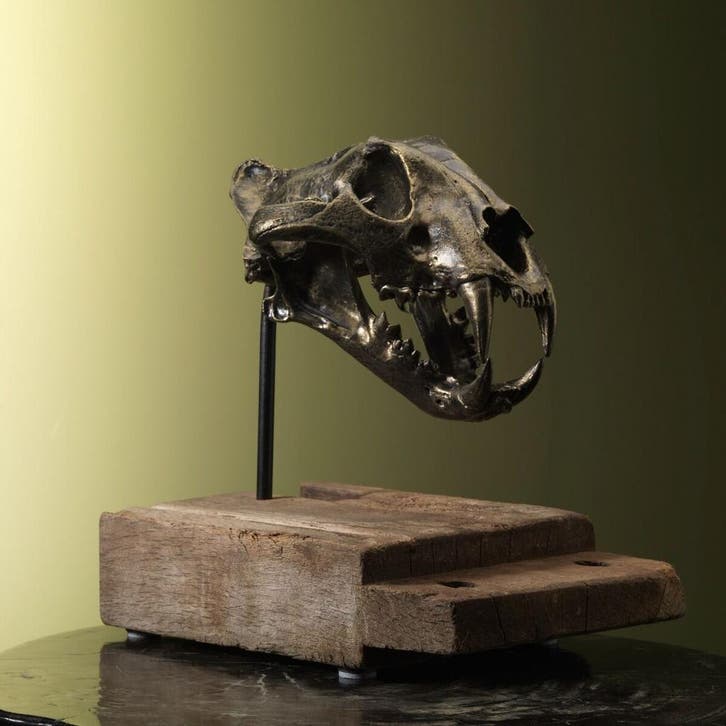 Tijger Schedel Replica Taxidermie Opgezette Dieren By Max, Verzamelen, Dierenverzamelingen, Opgezet dier, Nieuw, Wild dier, Ophalen of Verzenden