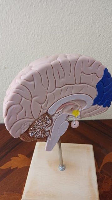 Anatomisch model (2) - PVC - 2000-2010, 2010-2020 -