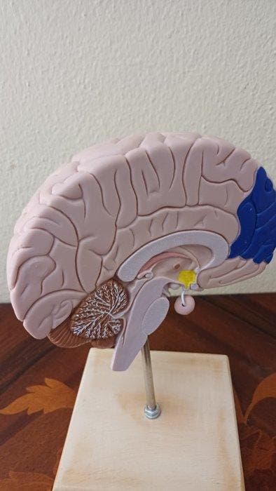 Anatomisch model (2) - PVC - 2000-2010, 2010-2020 -, Antiek en Kunst, Antiek | Wandborden en Tegels