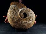 Indrukwekkende enorme ammoniet - Gefossiliseerd dier -, Verzamelen, Mineralen en Fossielen