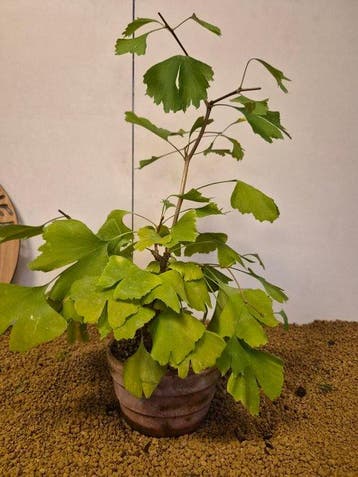 Ginkgo bonsai (Ginkgo biloba) - Hoogte (boom): 43 cm -