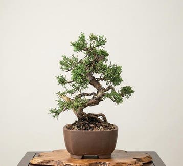 Jeneverbes bonsai (Juniperus) - Hoogte (boom): 25 cm -