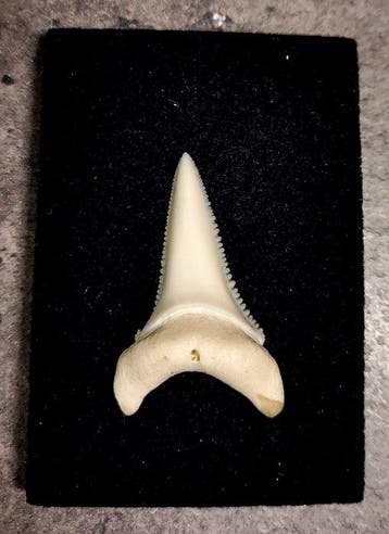 Grand requin blanc Support de corps entier pour taxidermie -
