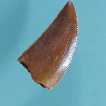 Dinosaurus - Fossiele tand - Abelisaurus - 17 mm - 9 mm