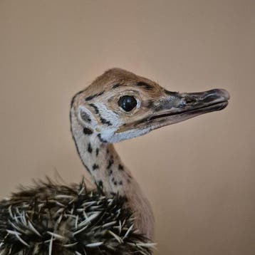 Struisvogel Taxidermie wandmontage - Struthio camelus -, Nieuw