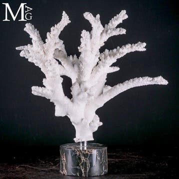 Grote natuurlijke witte Acropora Florida-koraalvertakking