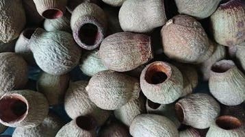 Eucalyptus Bells Zaaddozen Los ca. 1 kilo, Nieuw