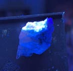 Uiterst zeldzaam Arctite Fluorescerende - Hoogte: 25 mm -