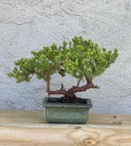 Jeneverbes bonsai (Juniperus) - Hoogte (boom): 15 cm -