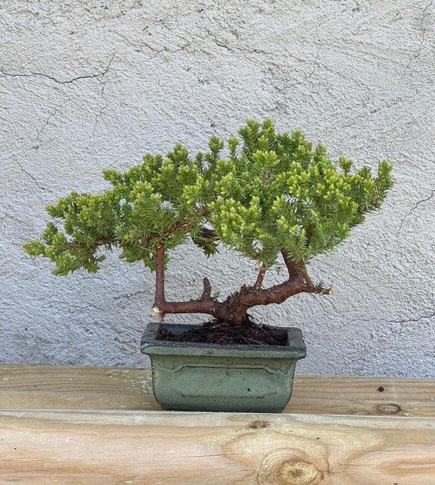 Jeneverbes bonsai (Juniperus) - Hoogte (boom): 15 cm -, Antiek en Kunst, Curiosa en Brocante