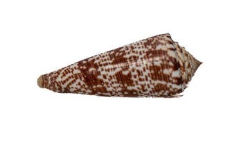Conus thomae 80mm  Spectaculaire reusachtige zeldzaamheid, Nieuw
