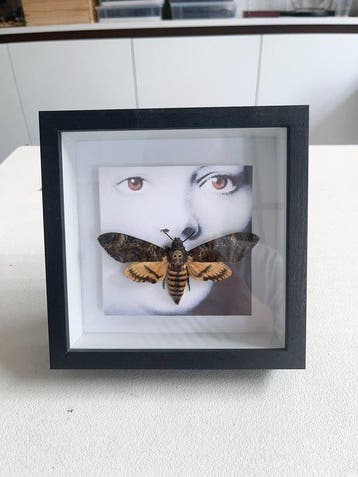 Mot Taxidermie volledige montage - Deaths-head Hawkmoth -, Antiquités & Art