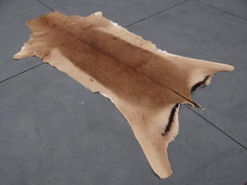 African Impala Skin Balg - Aepyceros melampus - 120 cm - 1
