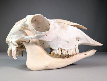 Fijn geiten schedel Schedel - Capra hircus - 11.5 cm - 12 cm, Nieuw