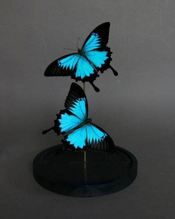 Papillon Support de corps entier pour taxidermie - Papilio, Antiquités & Art