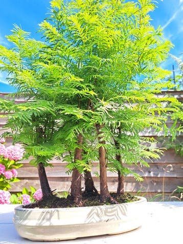 Metasequoia bonsai dans un bol à bonsaï - Hauteur (arbre) :