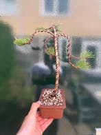 Den bonsai (Pinus) - Hoogte (boom): 30 cm - Diepte (boom):