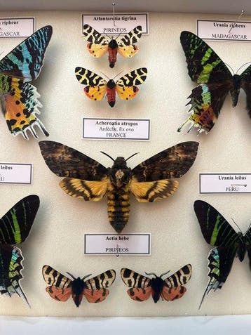 Papillon de nuit Support de corps entier pour taxidermie -