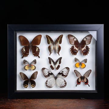 Tropische vlinderverzameling – entomologische weergave in, Verzamelen, Dierenverzamelingen, Nieuw