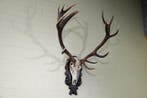 Large Red Stag Trophy Schedel - Cervus elaphus - 70 cm - 130, Verzamelen, Nieuw
