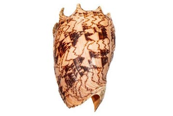 Keizerlijke voluut ***Verzamelobject Keizerskroon***, Verzamelen, Mineralen en Fossielen