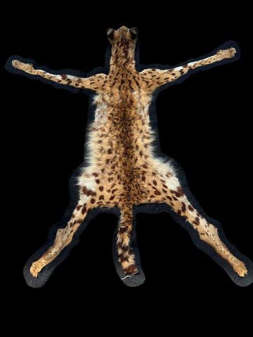 Serval Taxidermie volledige montage - Leptailurus serval-, Nieuw