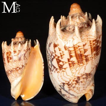 Cymbiola Imperialis – Volutidae - Verzamel-schelp - Hoogte: