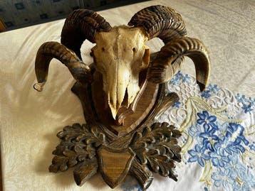 Trophée de chasse
