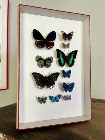 Vlinder Taxidermie volledige montage - Lepidoptera - 39 cm -