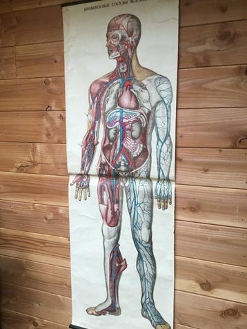 Anatomisch model - Papier , Hout - 1930-1940 - Schoolplaat, Antiek en Kunst