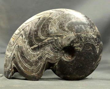 Ammoniet - Gefossiliseerd dier - Carinoceras galeatum - 16