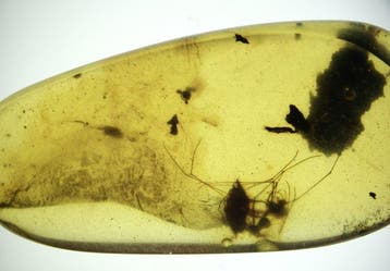 Birmese barnsteen - Barnsteen - Burmese Amber – 10 Large, Verzamelen