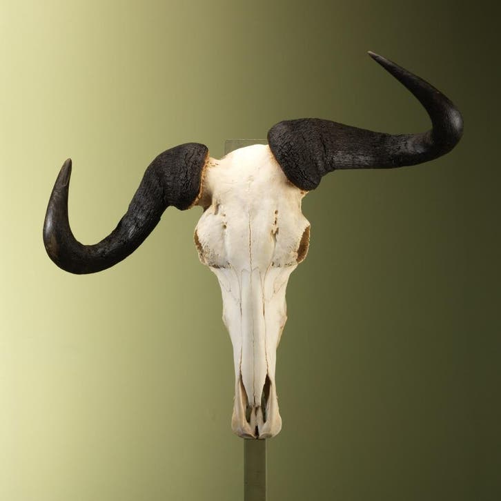 Blauwe Gnoe Schedel Taxidermie Opgezette Dieren By Max, Verzamelen, Dierenverzamelingen, Opgezet dier, Nieuw, Wild dier, Ophalen of Verzenden