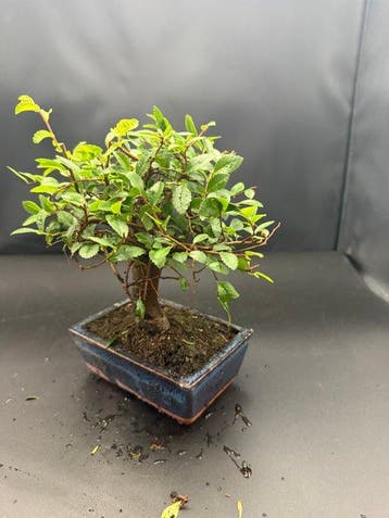 Japanese iep bonsai (Zelkova) - Hoogte (boom): 20 cm -