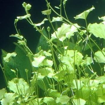Cardamine lyrata Vietnam - In Vitro, Dieren en Toebehoren, Verzenden, Nieuw