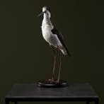 Mexicaanse Kluut Taxidermie Opgezette Dieren By Max, Ophalen of Verzenden, Nieuw, Vogel, Opgezet dier