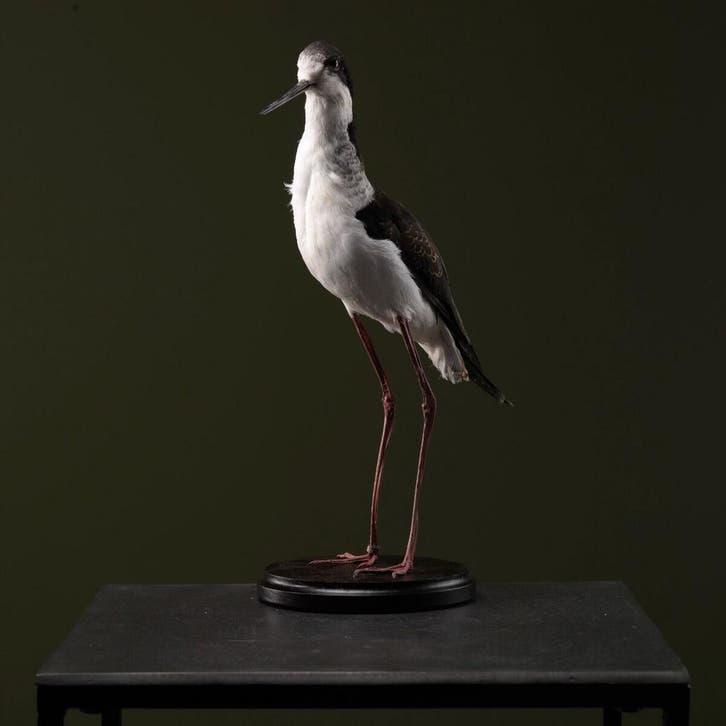 Mexicaanse Kluut Taxidermie Opgezette Dieren By Max, Verzamelen, Dierenverzamelingen, Opgezet dier, Nieuw, Vogel, Ophalen of Verzenden