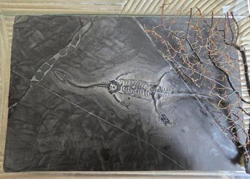 Zonder merk - Diorama Natural History - Keichousaurus,