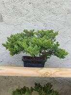 Bonsaï Genévrier (Juniperus) - Hauteur (arbre) : 15 cm -