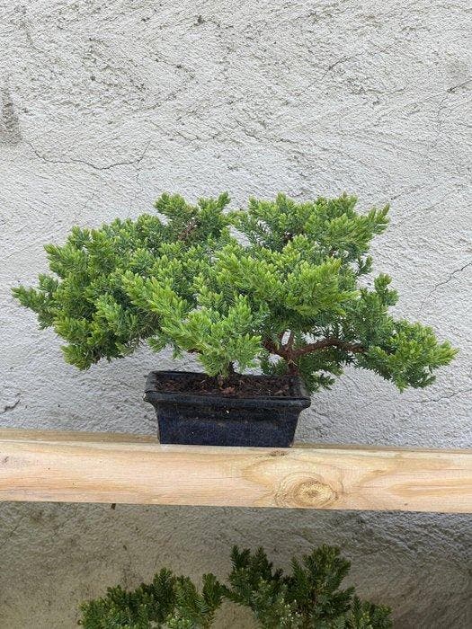 Bonsaï Genévrier (Juniperus) - Hauteur (arbre) : 15 cm -, Antiek en Kunst, Curiosa en Brocante