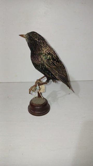 Étourneau sansonnet Support de corps entier pour taxidermie