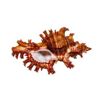 Chicoreus saulii (Sauls Murex) 95mm GEM | Top verzamelstuk