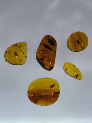 Birmese barnsteen - Barnsteen - Collection of 5 Natural