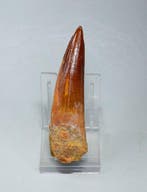 Dent fossile - Spinosaurus sp.