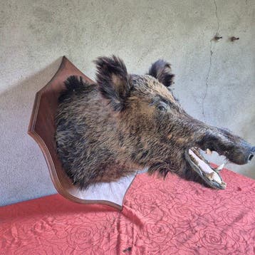 Sanglier Support de corps entier pour taxidermie - Sus, Collections