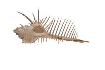schelpen/slakken Skelet - Venuskamm oder Murex Pecten, Nieuw