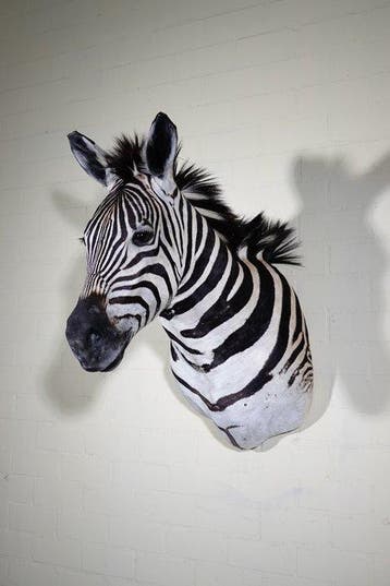 Zebra Head NO RESERVEPRICE Taxidermie wandmontage - Equus