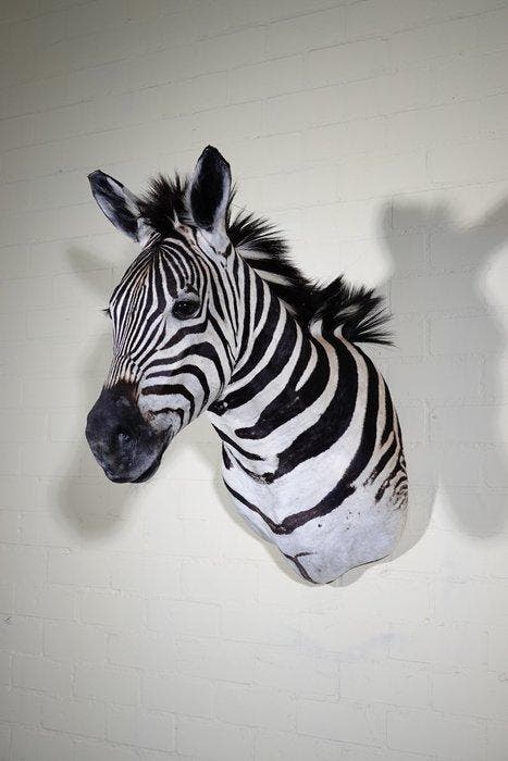 Zebra Head NO RESERVEPRICE Taxidermie wandmontage - Equus, Verzamelen, Dierenverzamelingen